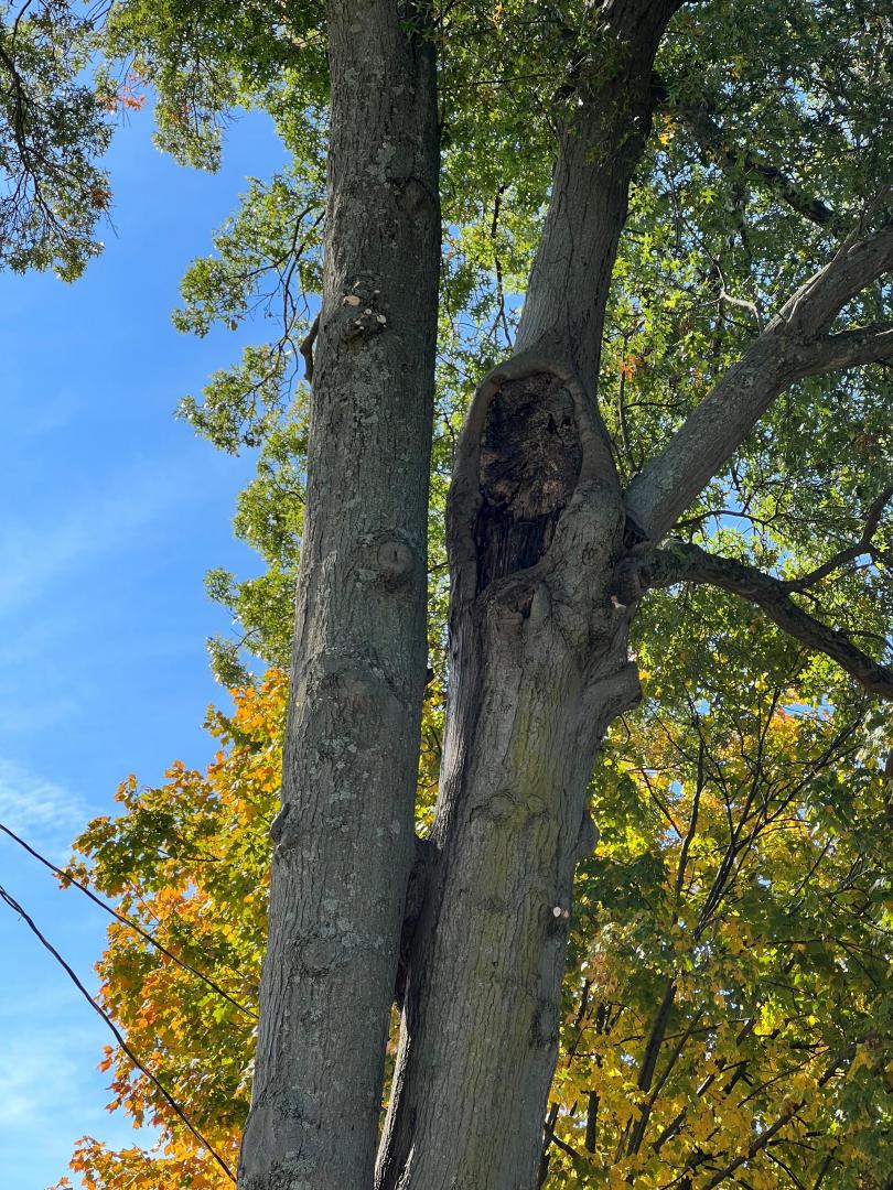 Large trees growing closely to homes pose risks that are both evident and unseen, as this large cavity show in the picture. This water maple is at high risk of breaking due to the interior decay within the trunk. 